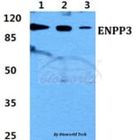 Anti-ENPP3 Antibody from Bioworld Technology (BS60438) - Antibodies.com