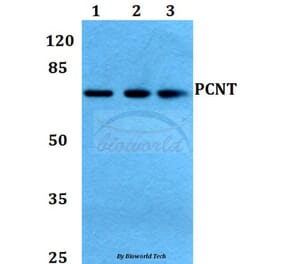 Anti-PCNT Antibody from Bioworld Technology (BS60439) - Antibodies.com
