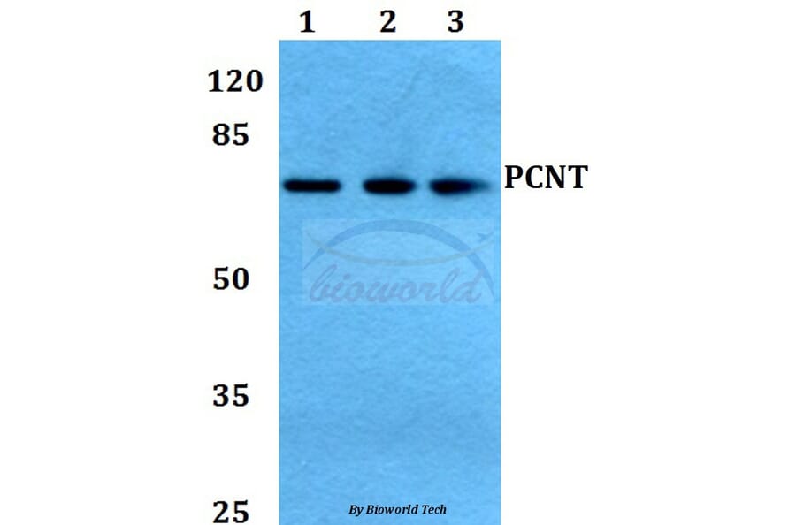 Anti-PCNT Antibody from Bioworld Technology (BS60439) - Antibodies.com
