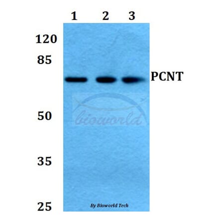 Anti-PCNT Antibody from Bioworld Technology (BS60439) - Antibodies.com