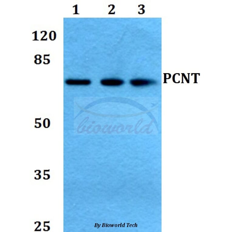 Anti-PCNT Antibody from Bioworld Technology (BS60439) - Antibodies.com