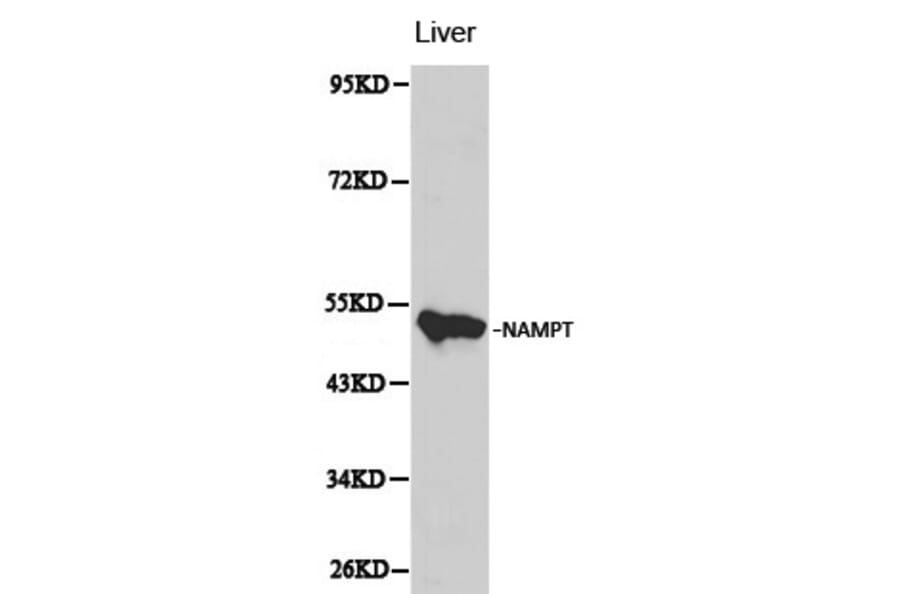 Anti-NAMPT Antibody from Bioworld Technology (BS6044) - Antibodies.com