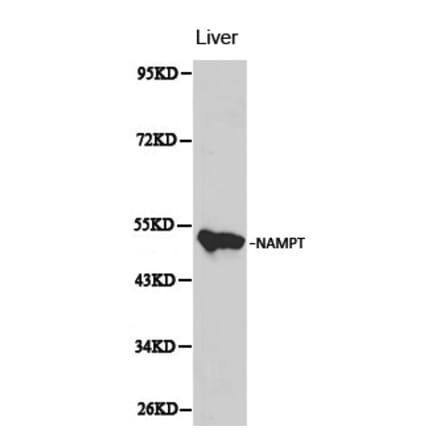 Anti-NAMPT Antibody from Bioworld Technology (BS6044) - Antibodies.com