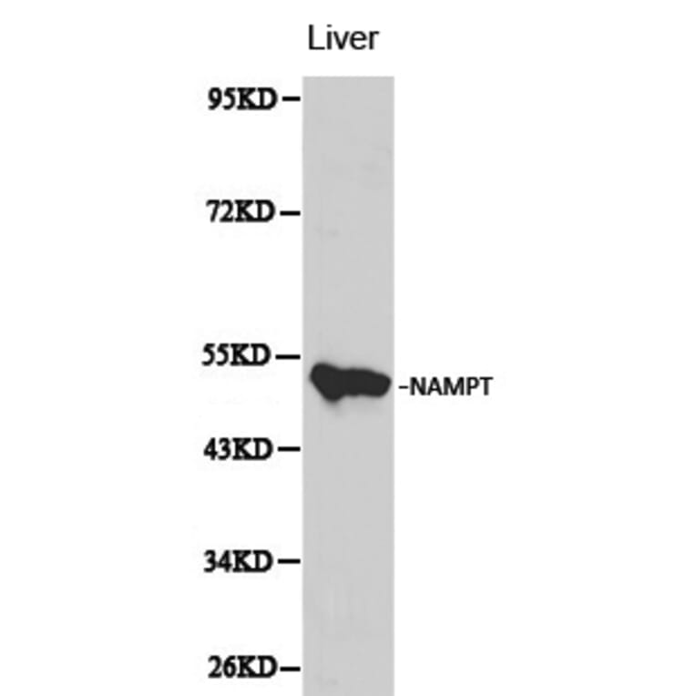 Anti-NAMPT Antibody from Bioworld Technology (BS6044) - Antibodies.com