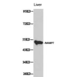 Anti-NAMPT Antibody from Bioworld Technology (BS6044) - Antibodies.com