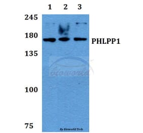 Anti-PHLPP1 Antibody from Bioworld Technology (BS60440) - Antibodies.com