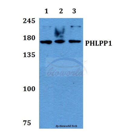 Anti-PHLPP1 Antibody from Bioworld Technology (BS60440) - Antibodies.com