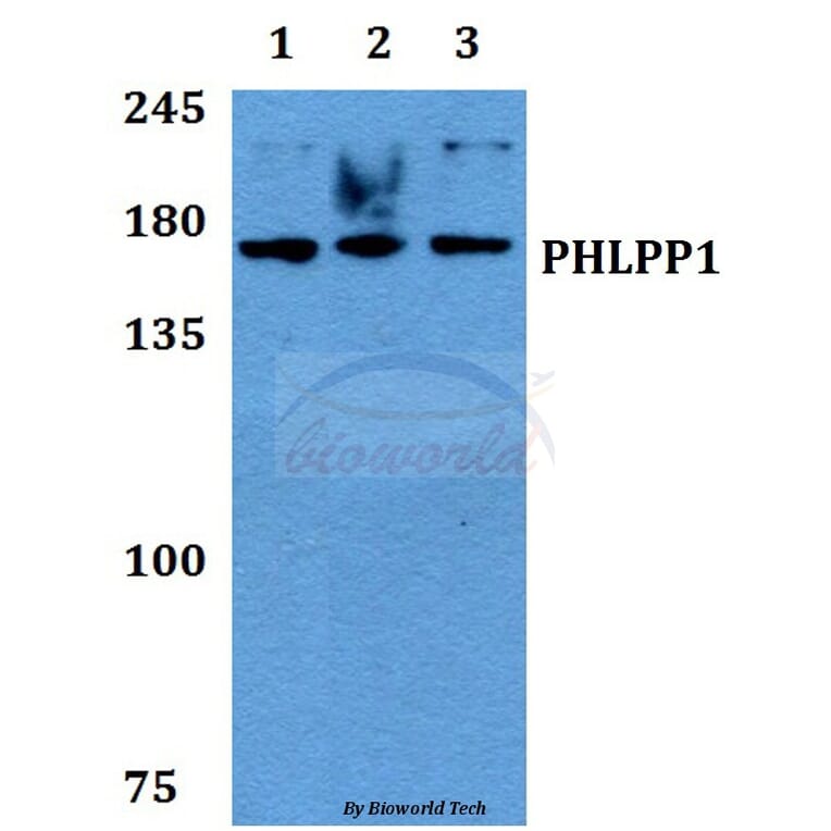 Anti-PHLPP1 Antibody from Bioworld Technology (BS60440) - Antibodies.com