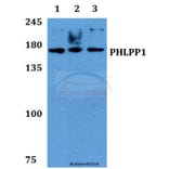 Anti-PHLPP1 Antibody from Bioworld Technology (BS60440) - Antibodies.com