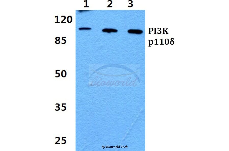 Anti-PI3K p110δ Antibody from Bioworld Technology (BS60441) - Antibodies.com