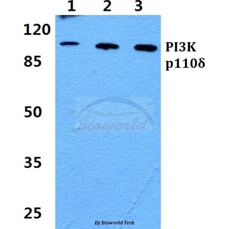 Anti-PI3K p110δ Antibody from Bioworld Technology (BS60441) - Antibodies.com
