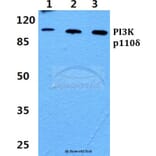 Anti-PI3K p110δ Antibody from Bioworld Technology (BS60441) - Antibodies.com