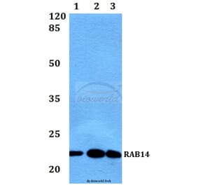 Anti-RAB14 Antibody from Bioworld Technology (BS60444) - Antibodies.com