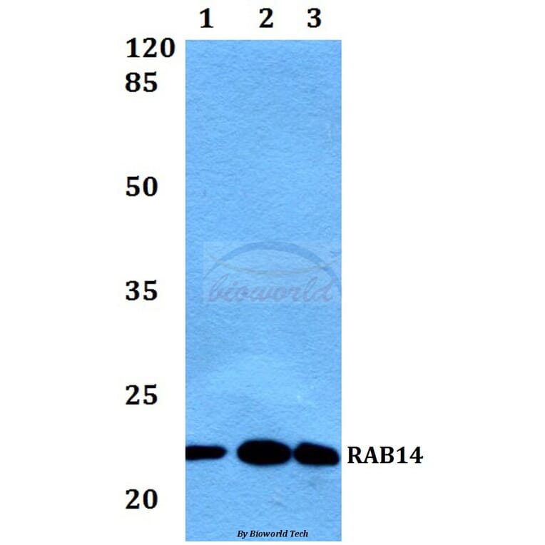 Anti-RAB14 Antibody from Bioworld Technology (BS60444) - Antibodies.com