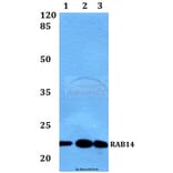 Anti-RAB14 Antibody from Bioworld Technology (BS60444) - Antibodies.com