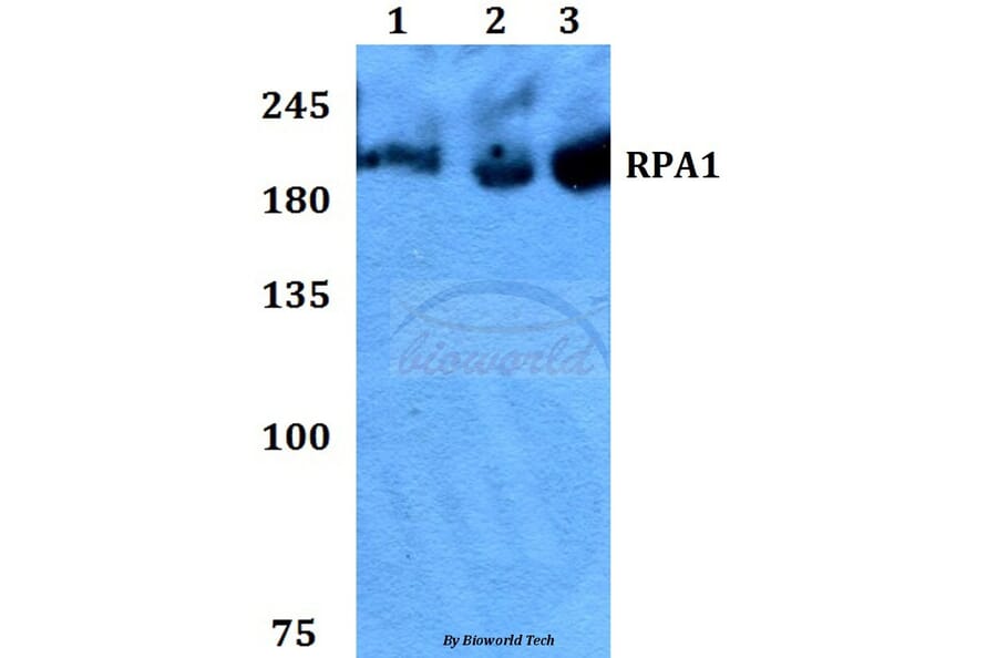 Anti-RPA1 Antibody from Bioworld Technology (BS60446) - Antibodies.com