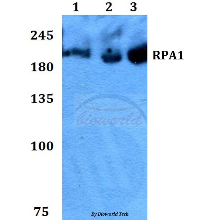 Anti-RPA1 Antibody from Bioworld Technology (BS60446) - Antibodies.com