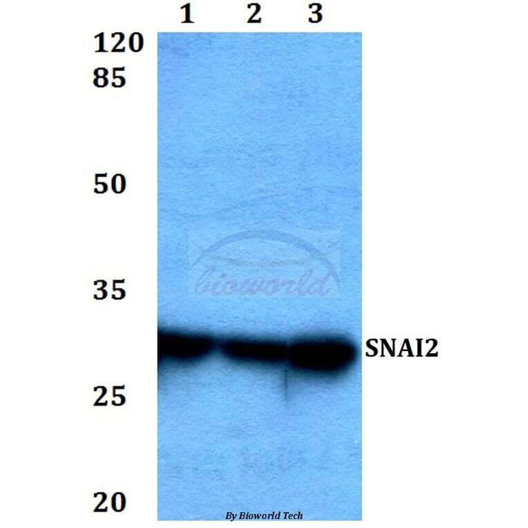 Anti-SNAI2 Antibody from Bioworld Technology (BS60447) - Antibodies.com