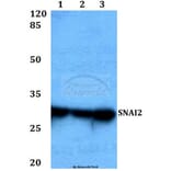 Anti-SNAI2 Antibody from Bioworld Technology (BS60447) - Antibodies.com