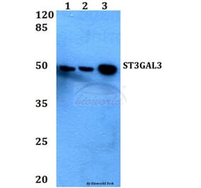 Anti-ST3GAL3 Antibody from Bioworld Technology (BS60449) - Antibodies.com