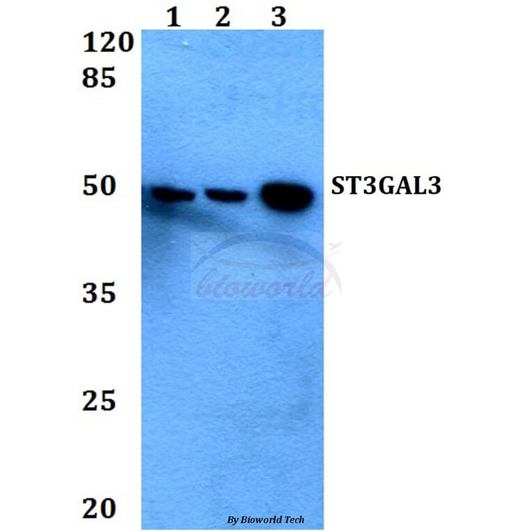 Anti-ST3GAL3 Antibody from Bioworld Technology (BS60449) - Antibodies.com