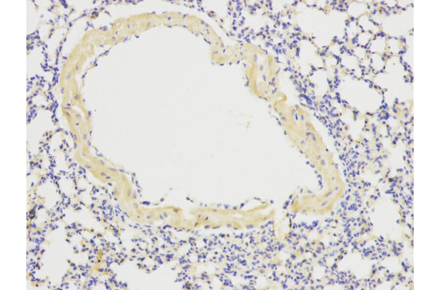 Anti-ATG13 Antibody from Bioworld Technology (BS6045) - Antibodies.com