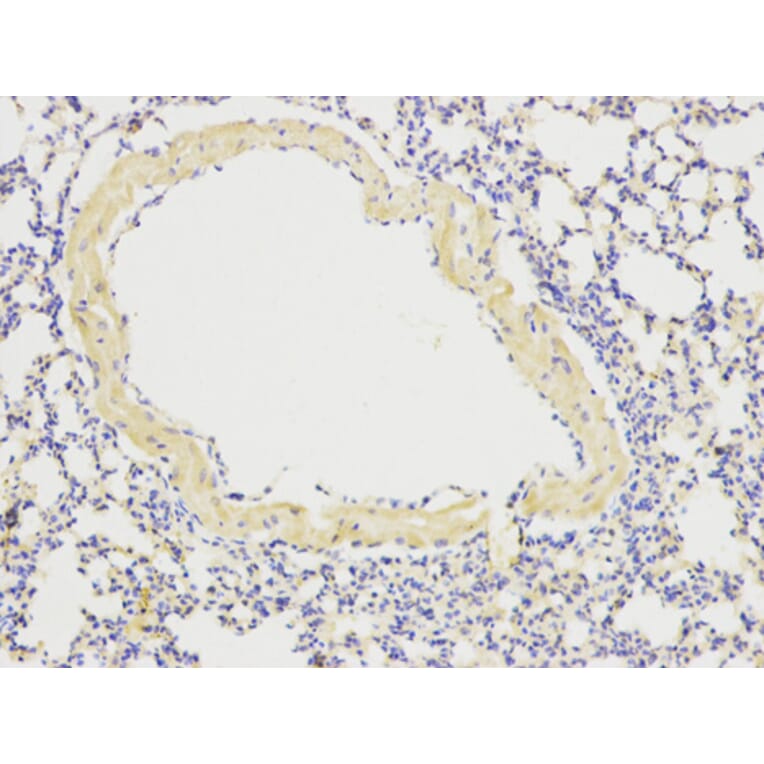 Anti-ATG13 Antibody from Bioworld Technology (BS6045) - Antibodies.com