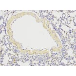 Anti-ATG13 Antibody from Bioworld Technology (BS6045) - Antibodies.com