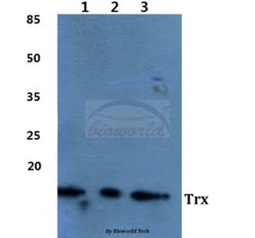 Anti-Trx Antibody from Bioworld Technology (BS60450) - Antibodies.com
