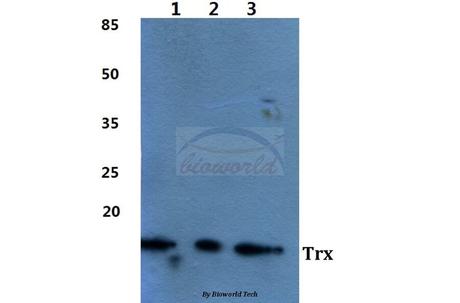 Anti-Trx Antibody from Bioworld Technology (BS60450) - Antibodies.com
