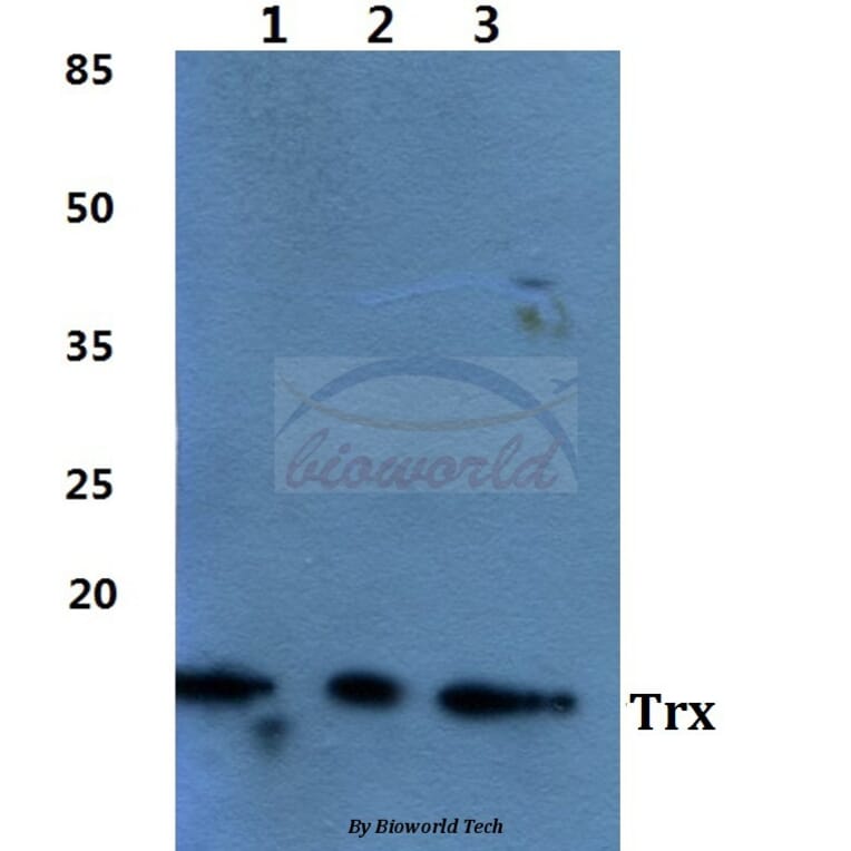 Anti-Trx Antibody from Bioworld Technology (BS60450) - Antibodies.com