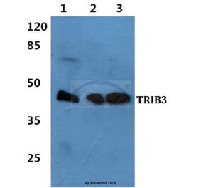 Anti-TRIB3 Antibody from Bioworld Technology (BS60451) - Antibodies.com