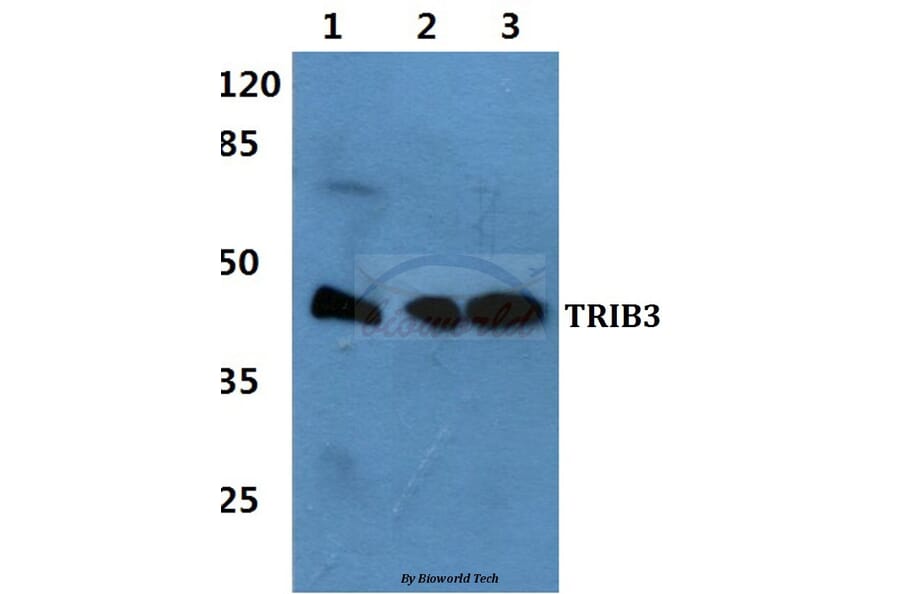 Anti-TRIB3 Antibody from Bioworld Technology (BS60451) - Antibodies.com