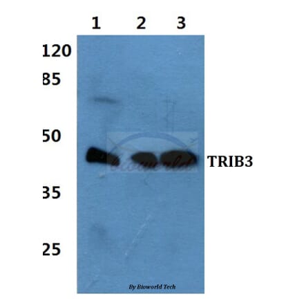 Anti-TRIB3 Antibody from Bioworld Technology (BS60451) - Antibodies.com