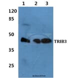 Anti-TRIB3 Antibody from Bioworld Technology (BS60451) - Antibodies.com