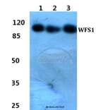 Anti-WFS1 Antibody from Bioworld Technology (BS60455) - Antibodies.com