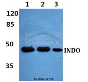 Anti-INDO Antibody from Bioworld Technology (BS60456) - Antibodies.com