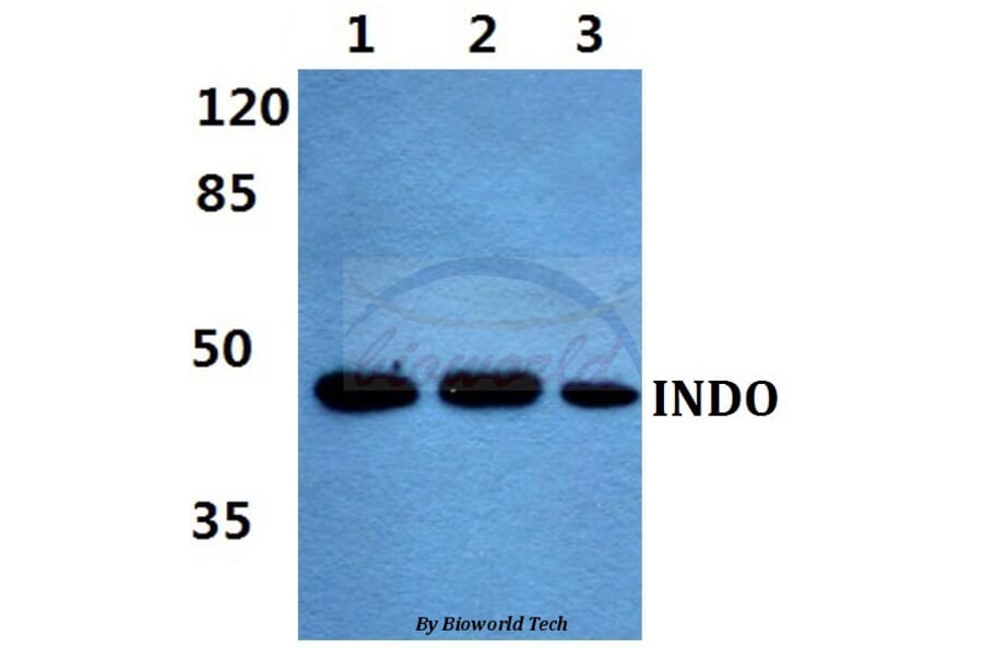 Anti-INDO Antibody from Bioworld Technology (BS60456) - Antibodies.com