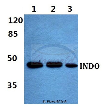 Anti-INDO Antibody from Bioworld Technology (BS60456) - Antibodies.com