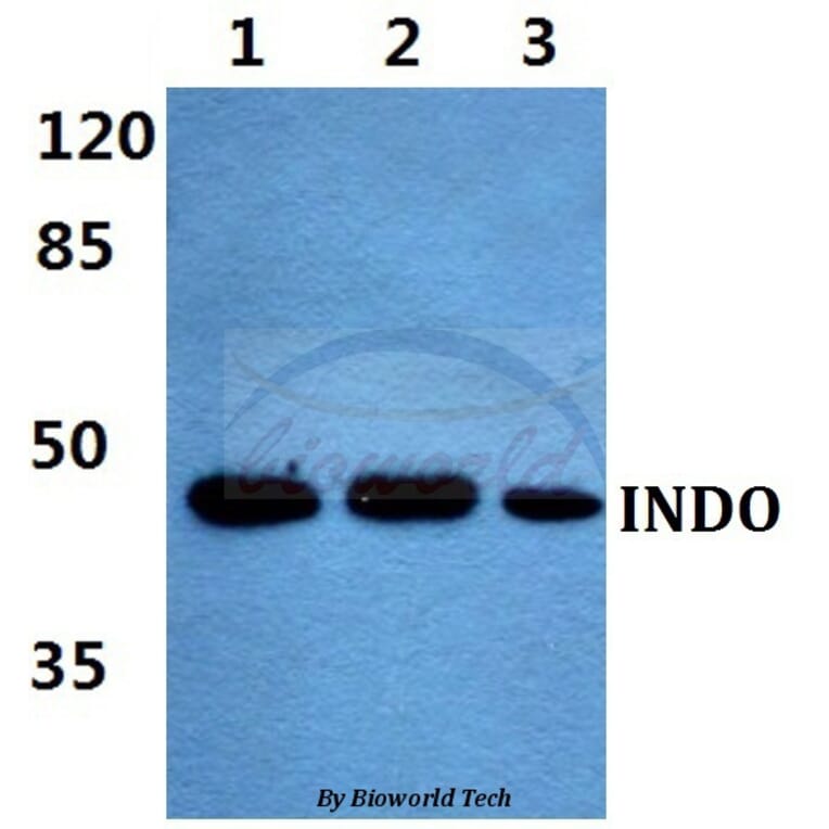 Anti-INDO Antibody from Bioworld Technology (BS60456) - Antibodies.com