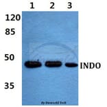 Anti-INDO Antibody from Bioworld Technology (BS60456) - Antibodies.com