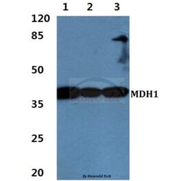 Anti-MDH1 Antibody from Bioworld Technology (BS60457) - Antibodies.com