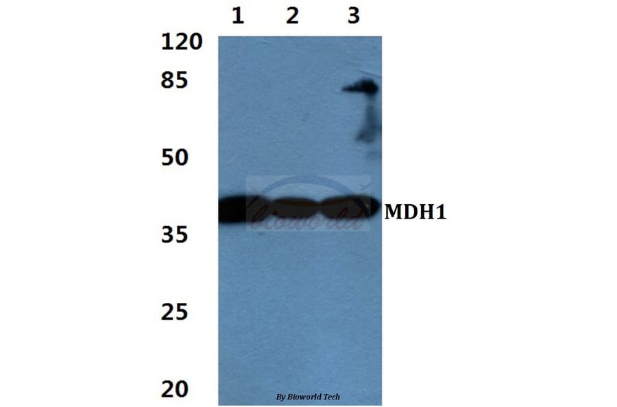 Anti-MDH1 Antibody from Bioworld Technology (BS60457) - Antibodies.com