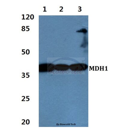 Anti-MDH1 Antibody from Bioworld Technology (BS60457) - Antibodies.com