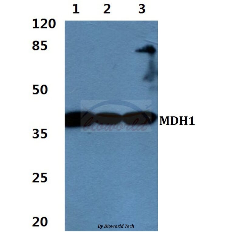 Anti-MDH1 Antibody from Bioworld Technology (BS60457) - Antibodies.com