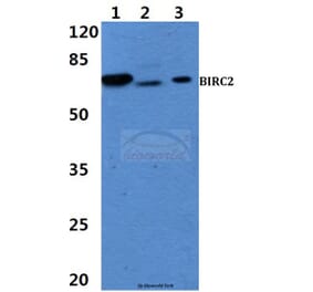 Anti-BIRC2 Antibody from Bioworld Technology (BS60459) - Antibodies.com