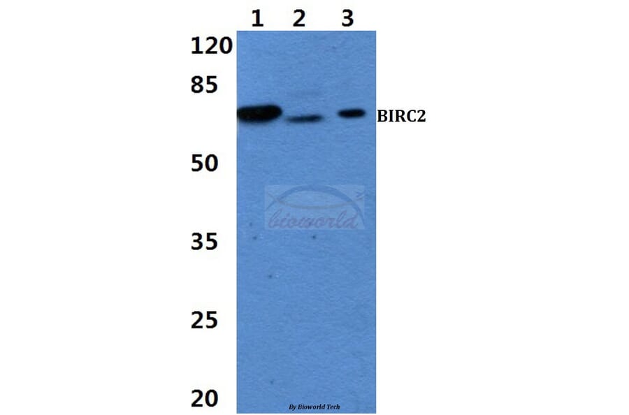 Anti-BIRC2 Antibody from Bioworld Technology (BS60459) - Antibodies.com