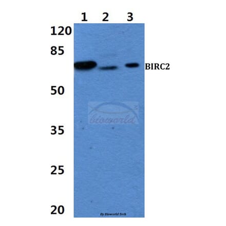 Anti-BIRC2 Antibody from Bioworld Technology (BS60459) - Antibodies.com