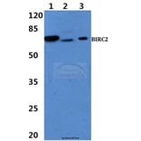 Anti-BIRC2 Antibody from Bioworld Technology (BS60459) - Antibodies.com