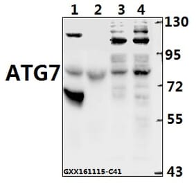 Anti-ATG7 Antibody from Bioworld Technology (BS6046) - Antibodies.com